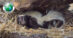 A skunk under a rock overhang.