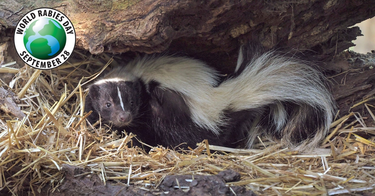 A skunk under a rock overhang.