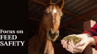 A horse looking at a handful of grain.