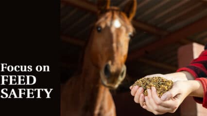 A horse looking at a handful of grain.