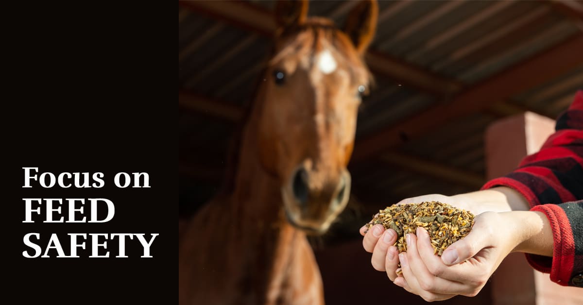 A horse looking at a handful of grain.