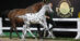 A spotted foal trotting with its dam at a sale.