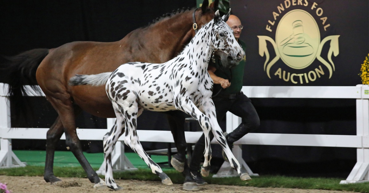 A spotted foal trotting with its dam at a sale.