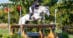 A woman jumping a grey horse over a cross-country fence in Ottawa.