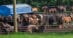 Horses crowded in pens in Edmonton.