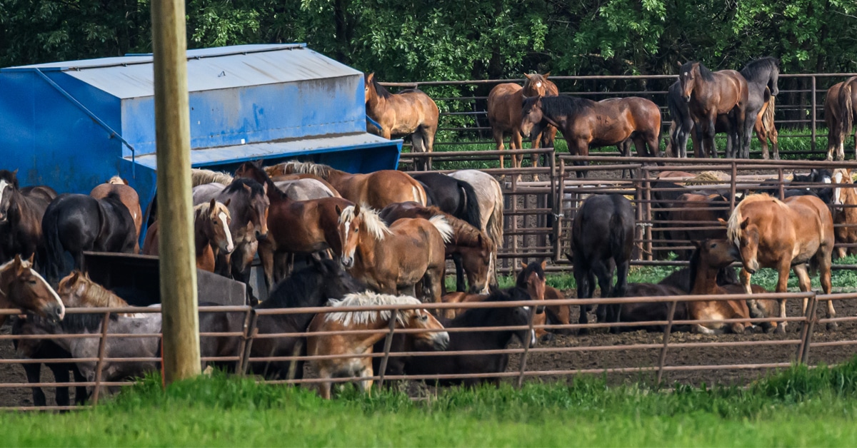 Horses crowded in pens in Edmonton.