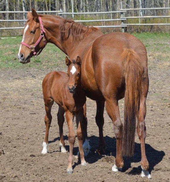 A chestnut mare and her foal in a paddock.