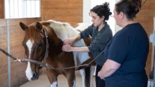 Two women in a stall with a horse.