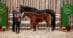 Two women with a black mare and chestnut foal.