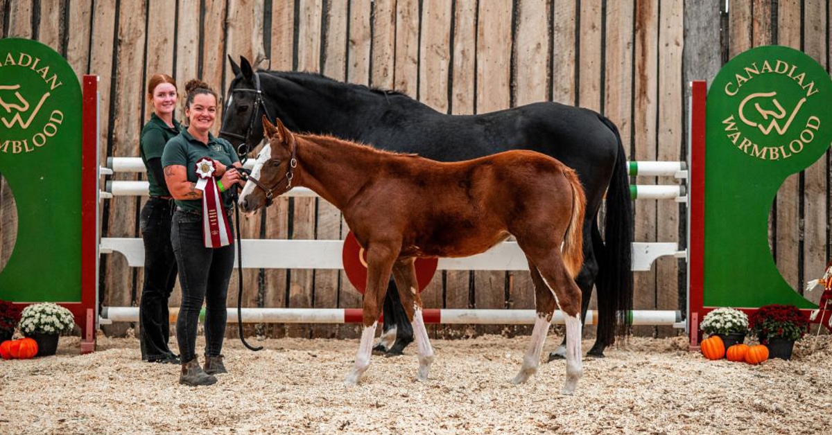 Two women with a black mare and chestnut foal.