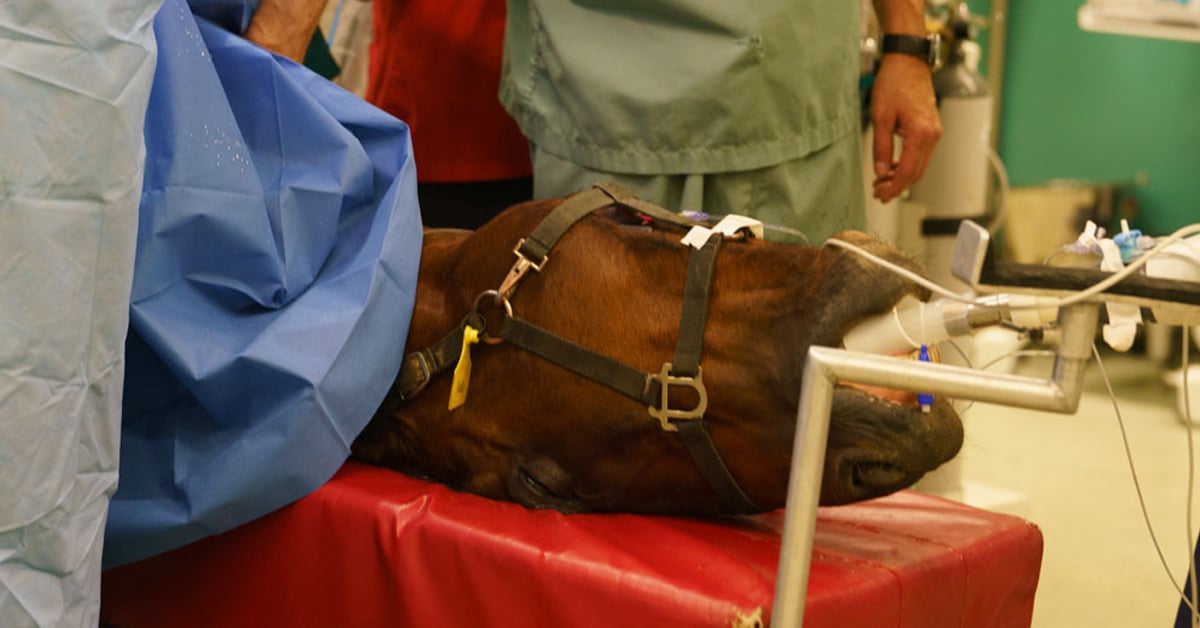 A horse lying on an operating table.