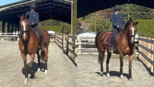 A woman on a bay horse demonstrating renvers and travers.