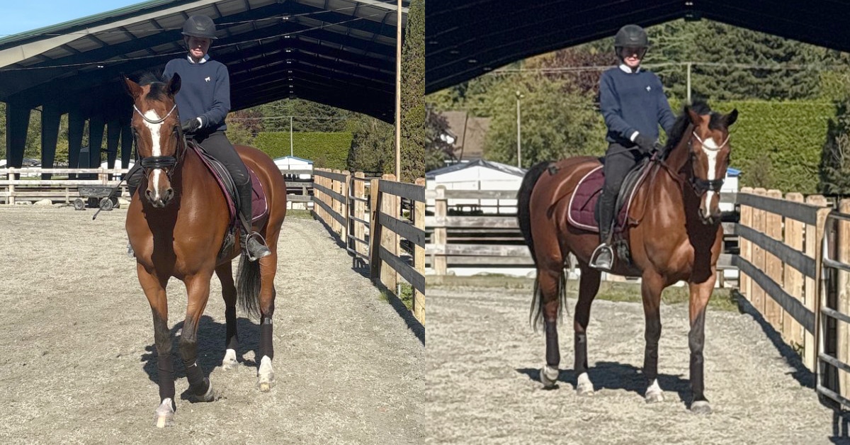 A woman on a bay horse demonstrating renvers and travers.