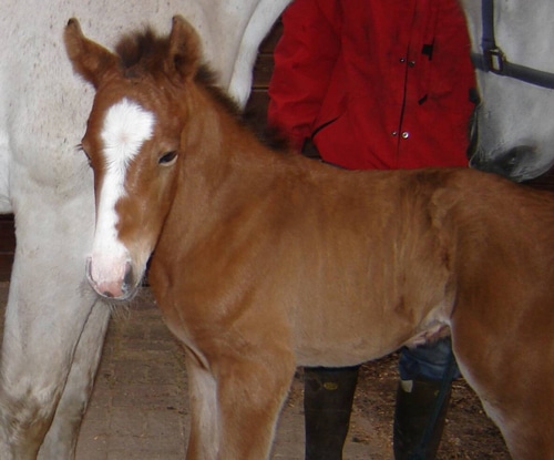 A foal with a white blaze.