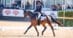 A man riding a bay horse in a dressage arena.