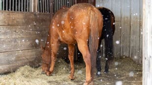 Horses eating hay in a run-in shed in the winter.