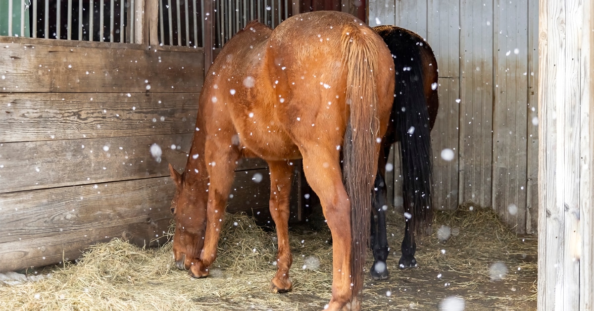 Horses eating hay in a run-in shed in the winter.