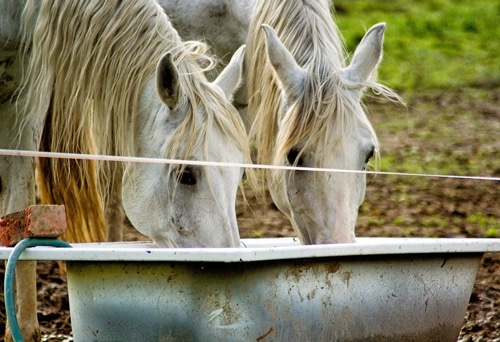 Tow grey horses drinking from a trough.