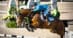 A man jumping a bay horse over a fence at Tryon.