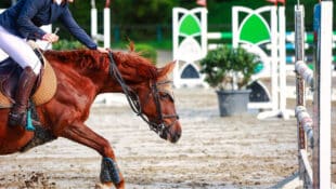 A chestnut horse refusing a fence at a show.