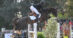 A man jumping a fence in France on a dark bay horse.