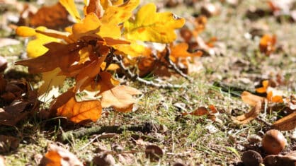 Oak leaves and acorns in the grass.