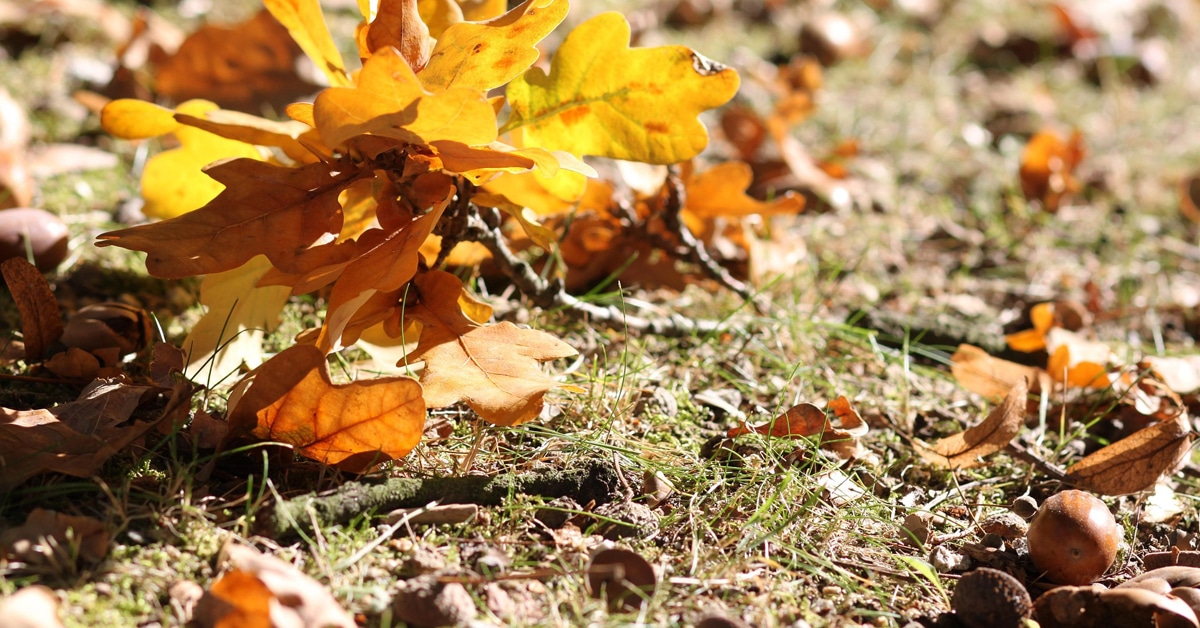 Oak leaves and acorns in the grass.