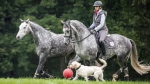 A woman riding a grey horse in a field with another grey horse and a dog.