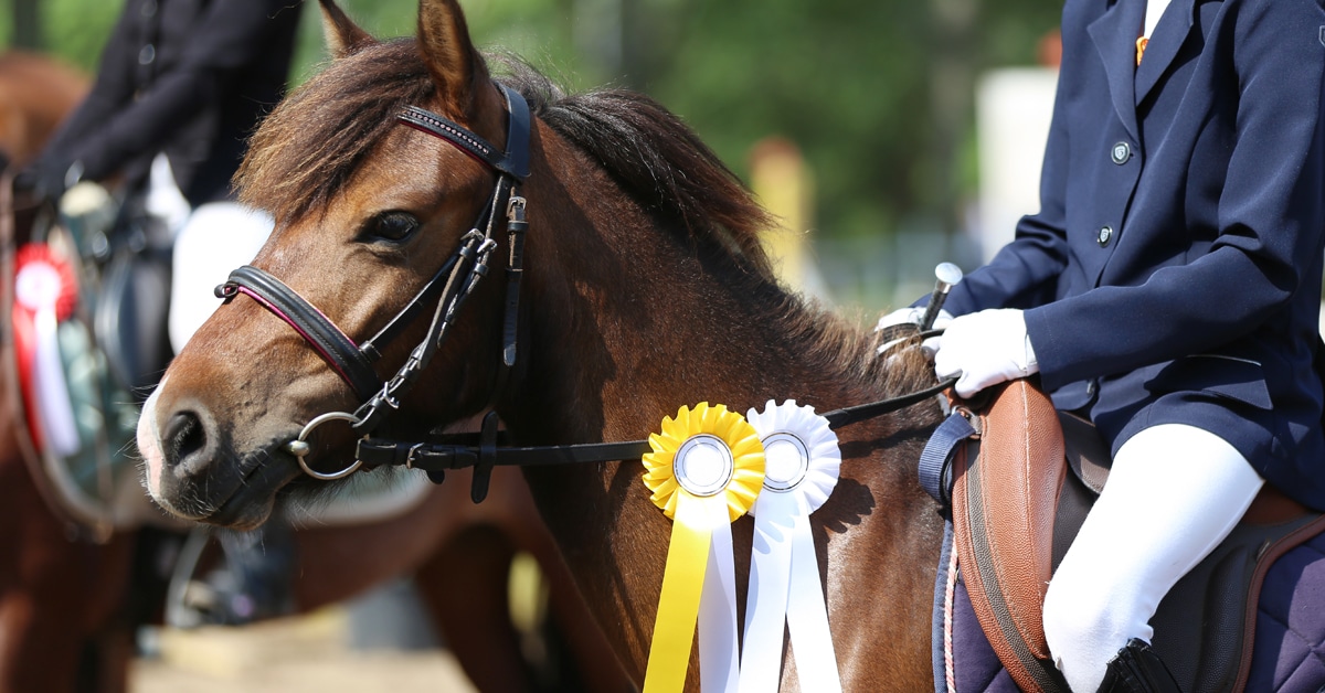 A pony at a show wearing a yellow ribbon.