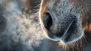 Horse's breath suspended in frosty air.