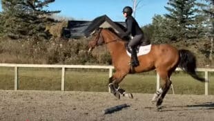A rider on a bay horse, jumping a pole on the ground.