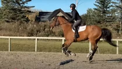 A rider on a bay horse, jumping a pole on the ground.