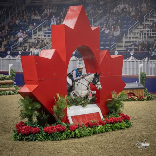A woman jumping a grey horse through a maple leaf jump.