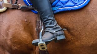 A rider digging a spur into a horse' flank.