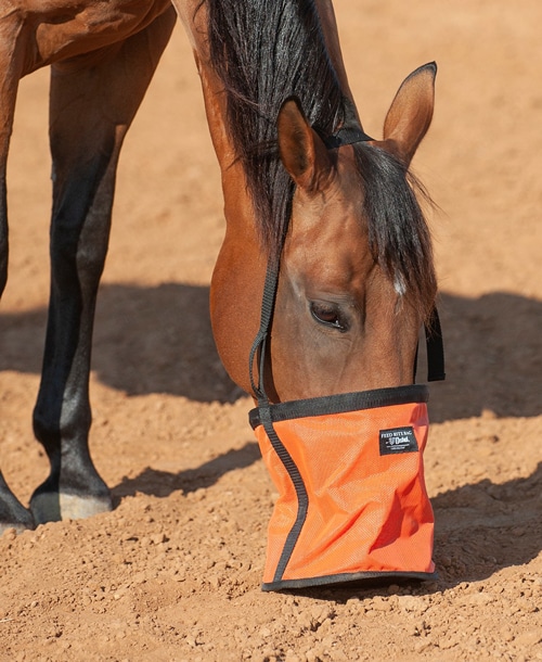 A horse eating from an orange feedbag.