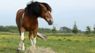 An angry horse protecting his hay.
