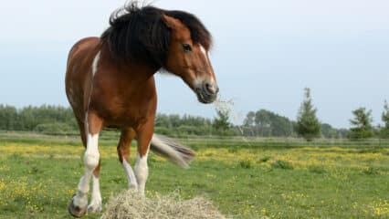 An angry horse protecting his hay.