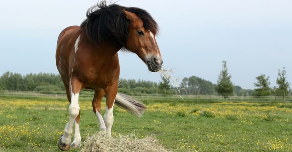 An angry horse protecting his hay.