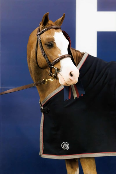 A headshot of a pony with a white blaze.