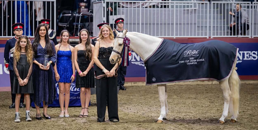 A group of people in an arena with a grey pony.