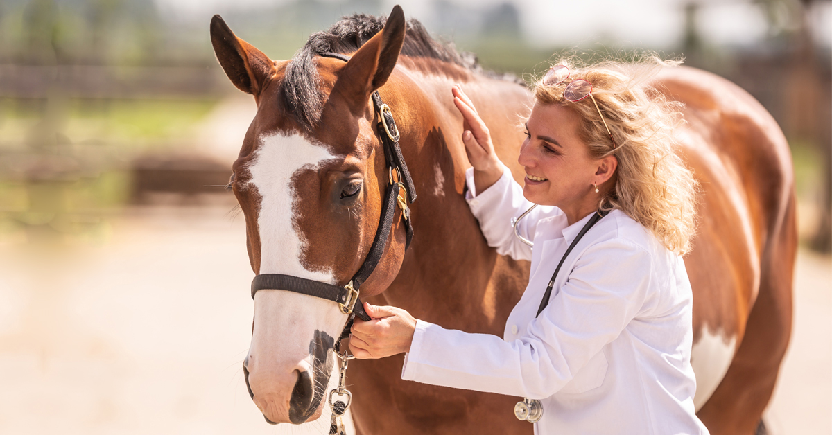 A vet patting a bay horse.