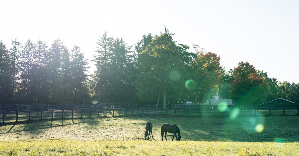 Two horses grazing in a sunny field.