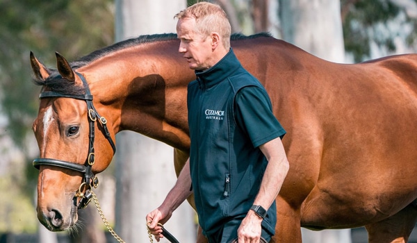 A man in Ireland leading a bay racehorse.