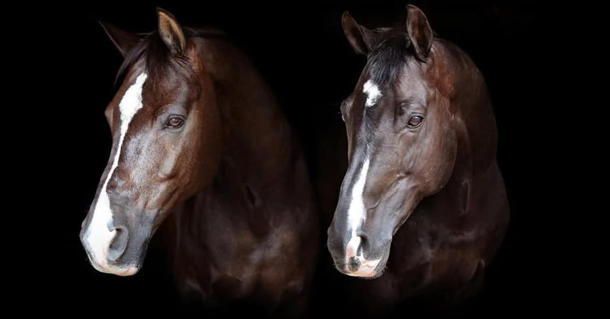 A pair of dark bay horses with a black background.