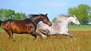 Horses running in a field.
