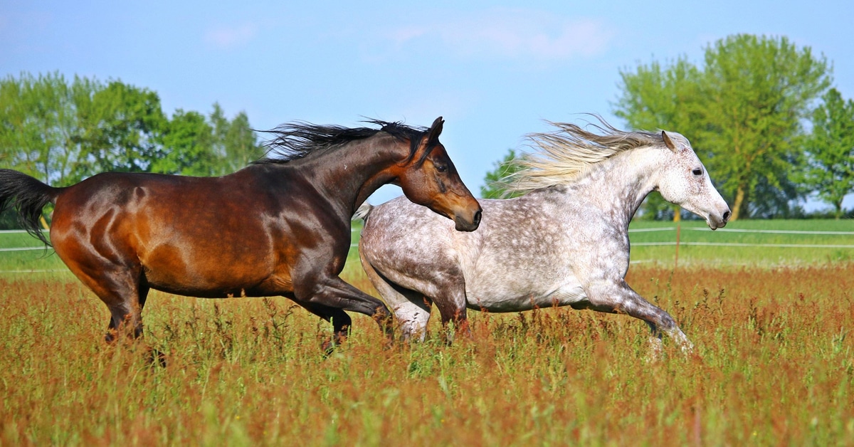 Horses running in a field.