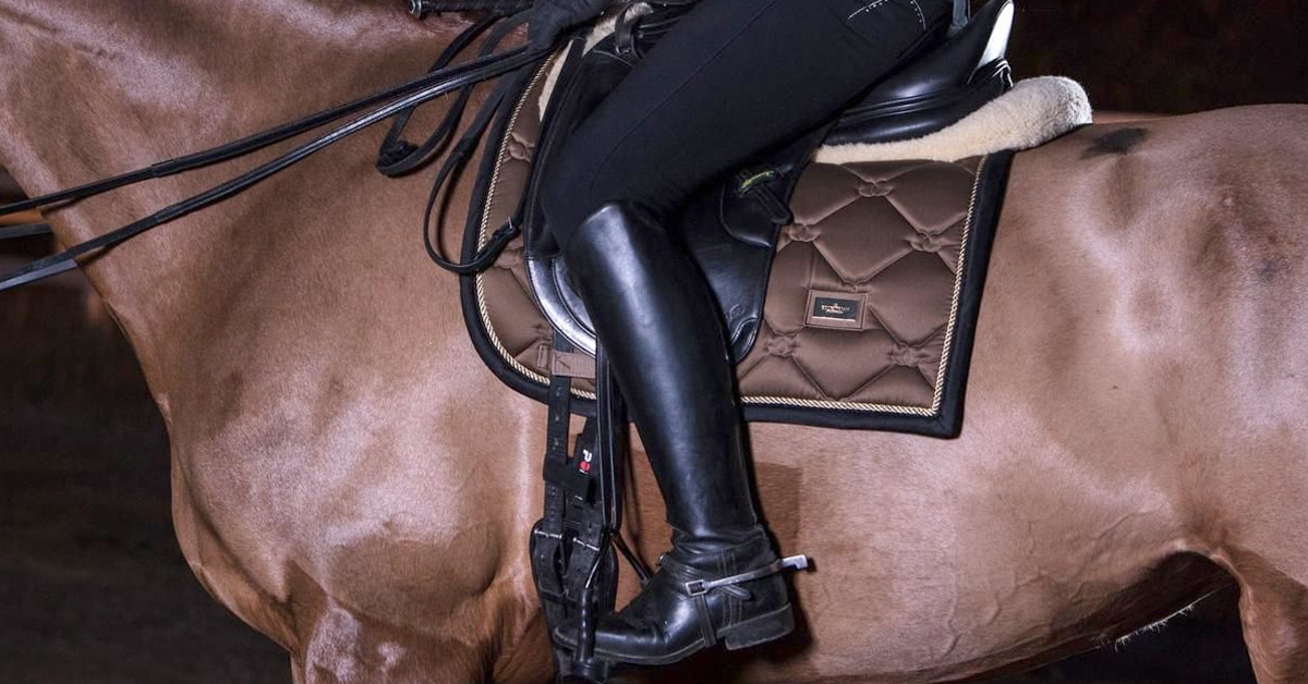 A horse wearing a heart rate monitor.