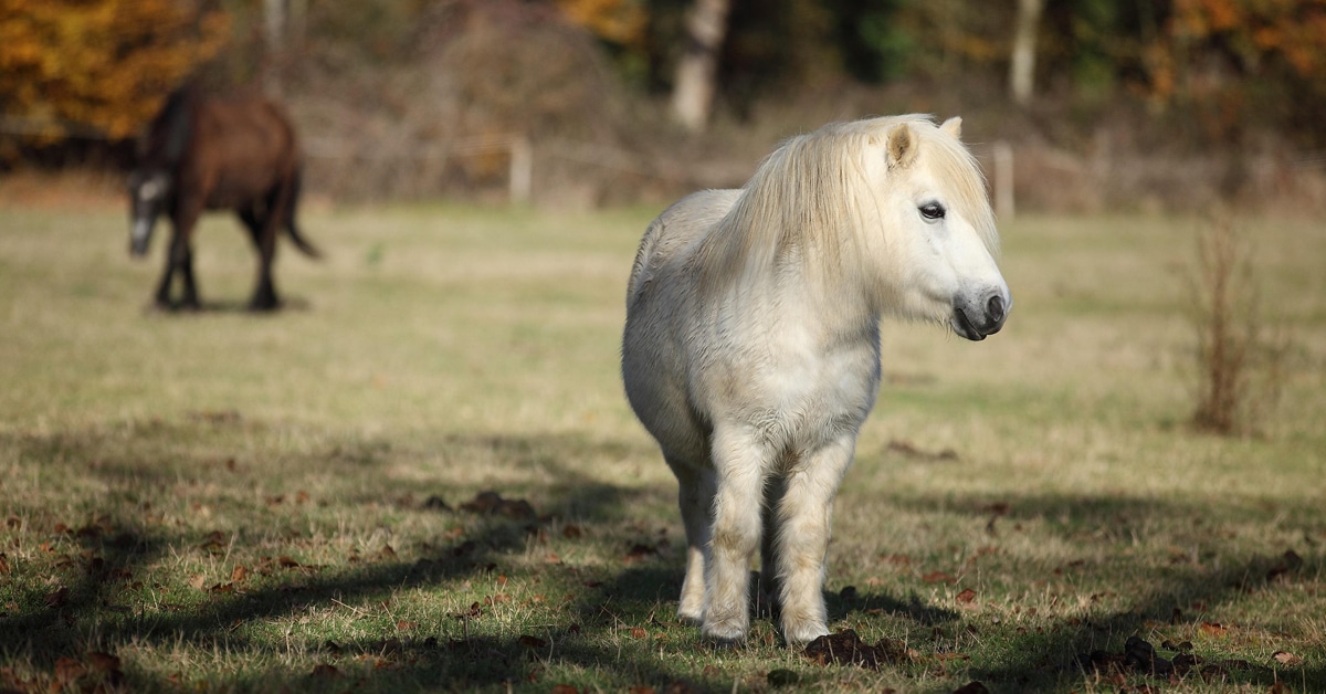 Two fat ponies in a field.