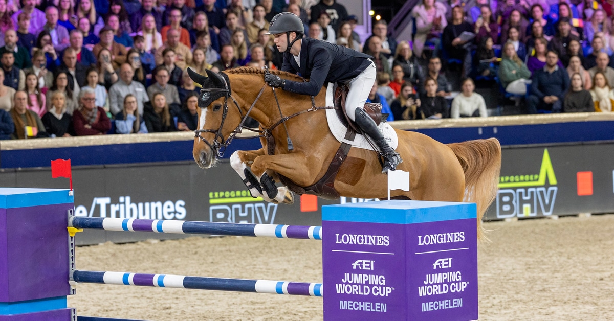 A man on a chestnut horse jumping a fence in Mechelen.