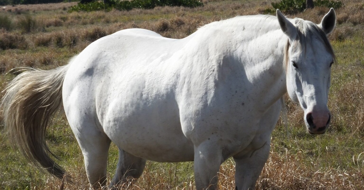 A fat grey horse in a field.